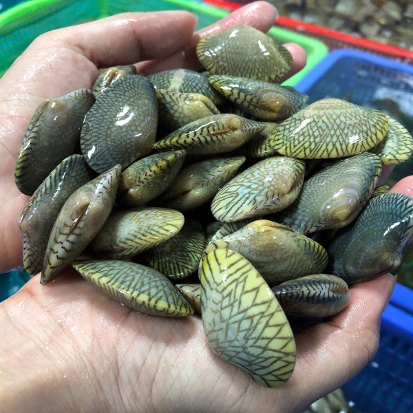 Ốc Chip Chip ( Sò Lụa ) Kg